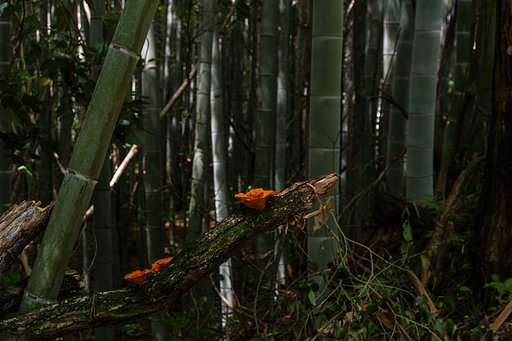 森の仲間たちⅡ_紅一点