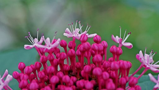 ボタンクサギ一部開花