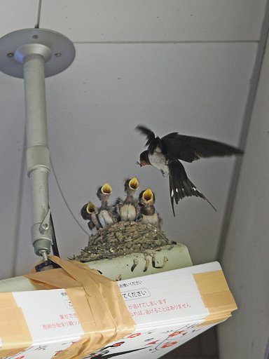 生き残りの確率