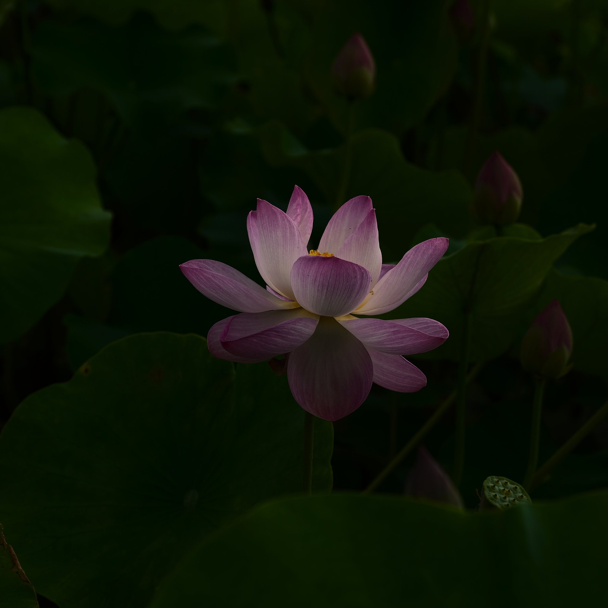 蓮