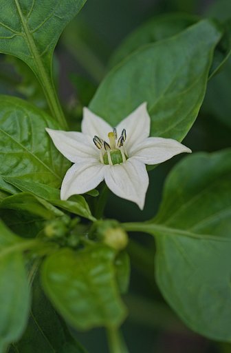 パプリカの花