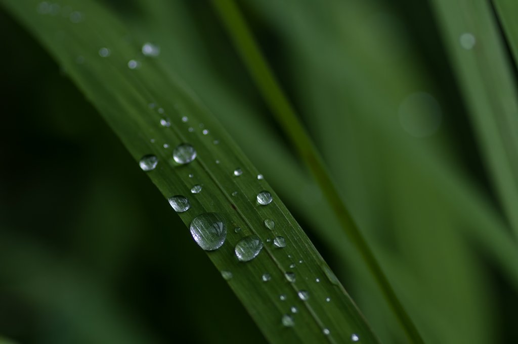 雨の忘れ物