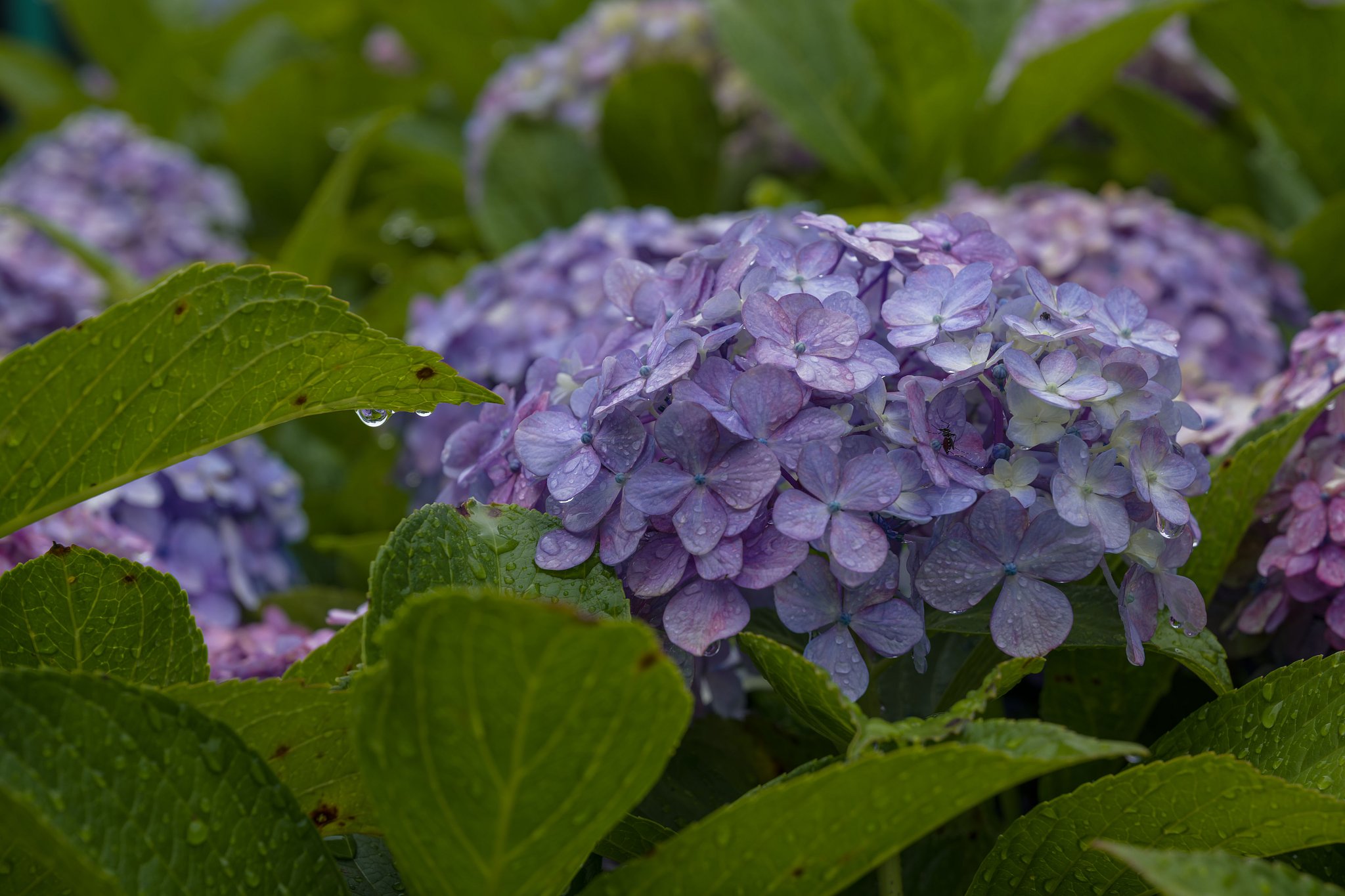 雨の紫陽花と、憎いやつ