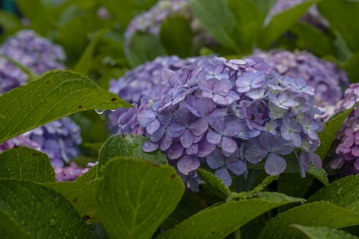 雨の紫陽花と、憎いやつ