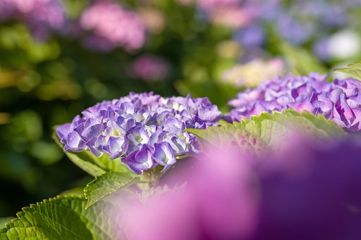 晴れの紫陽花