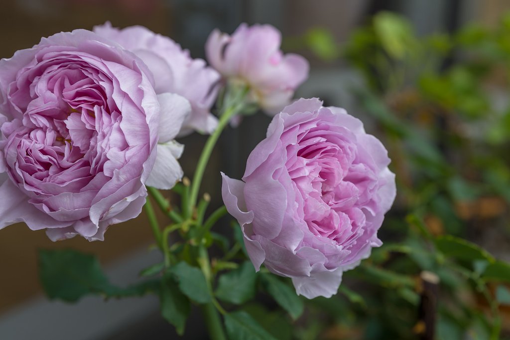ベランダの薔薇