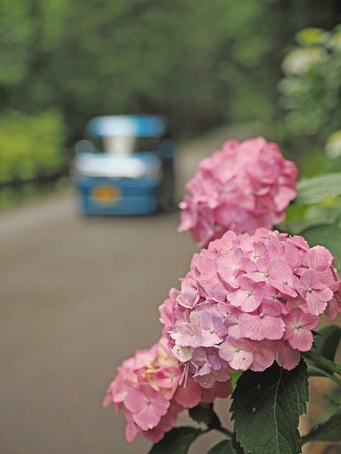 あじさい街道
