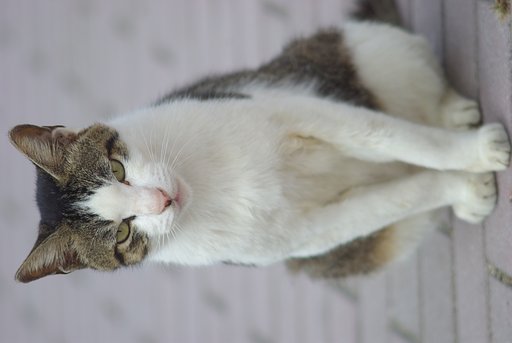 Pose