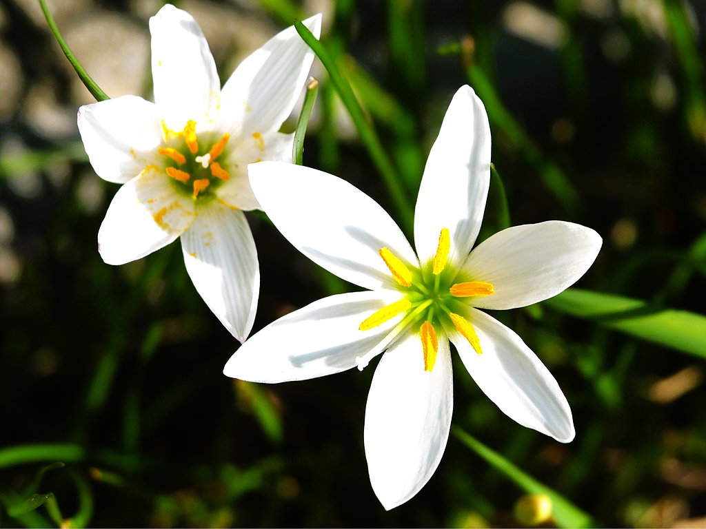 ゼフィランサス