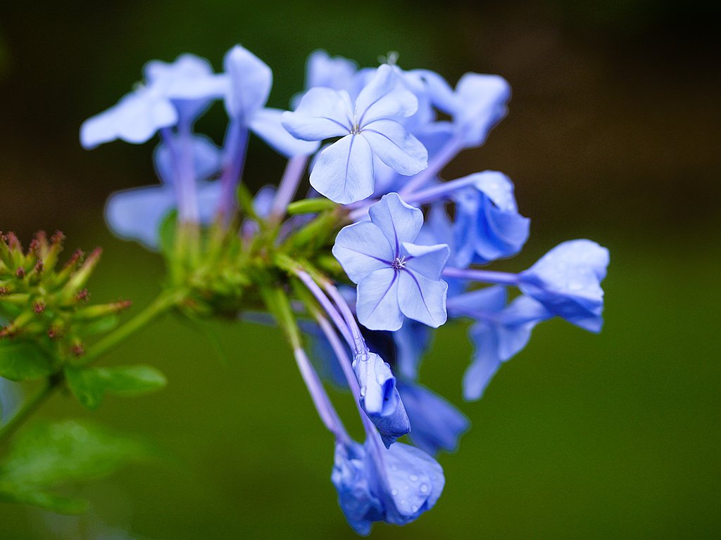 ルリマツリ