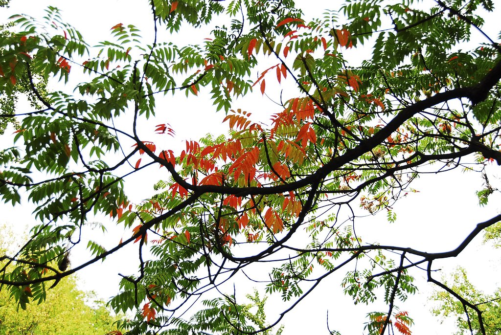 ハゼの紅葉
