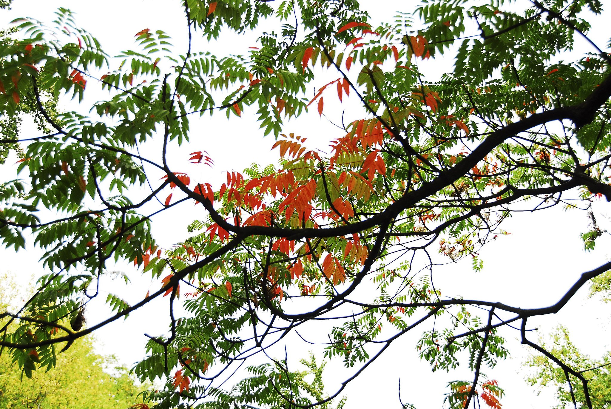 ハゼの紅葉