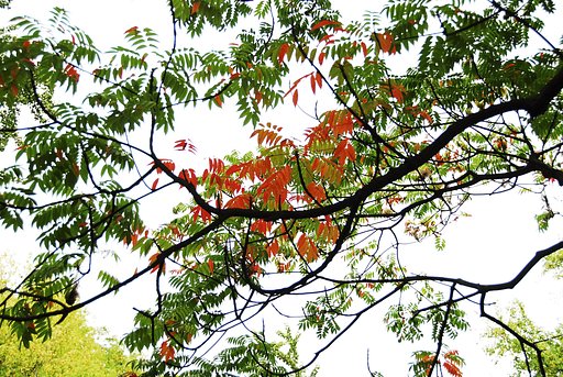 ハゼの紅葉