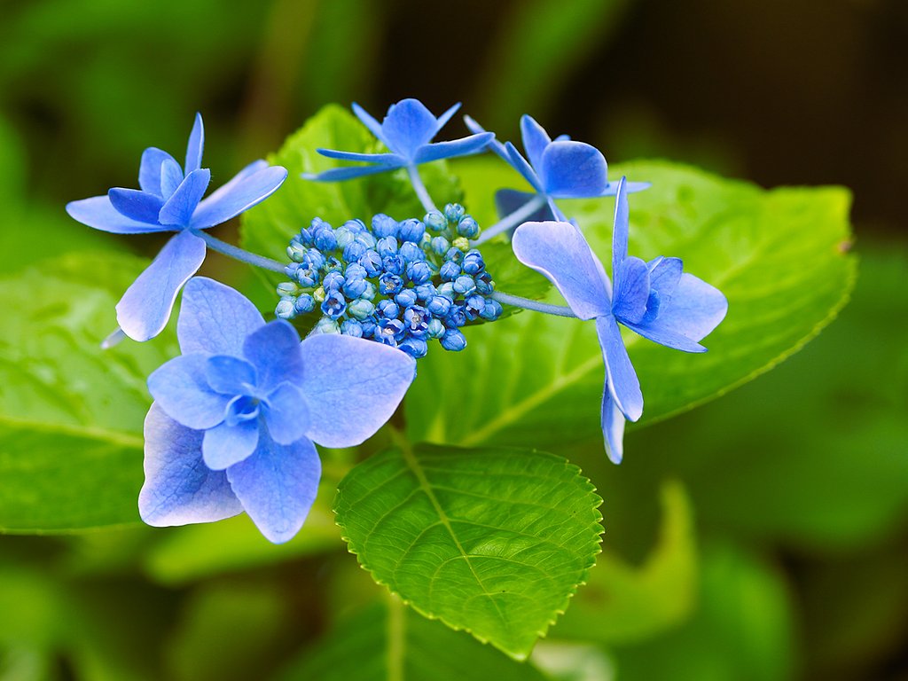 アジサイ