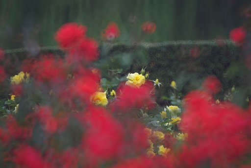 Rose Field