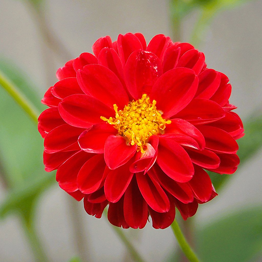 深紅ダリア