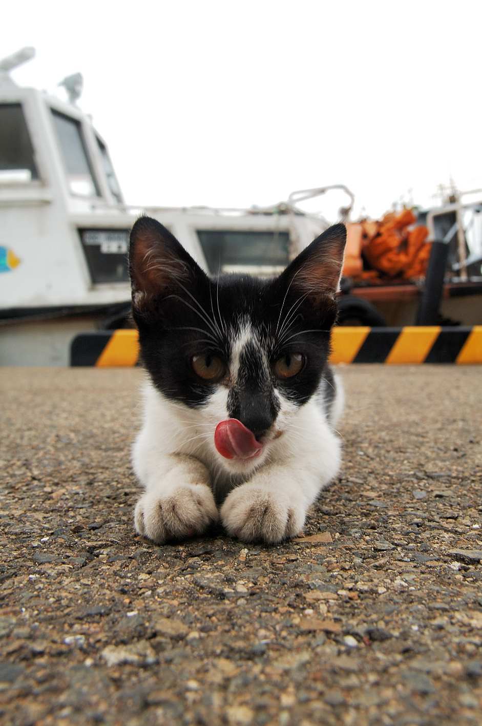 ぺろ〜り♪