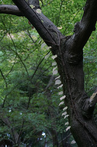 冬の