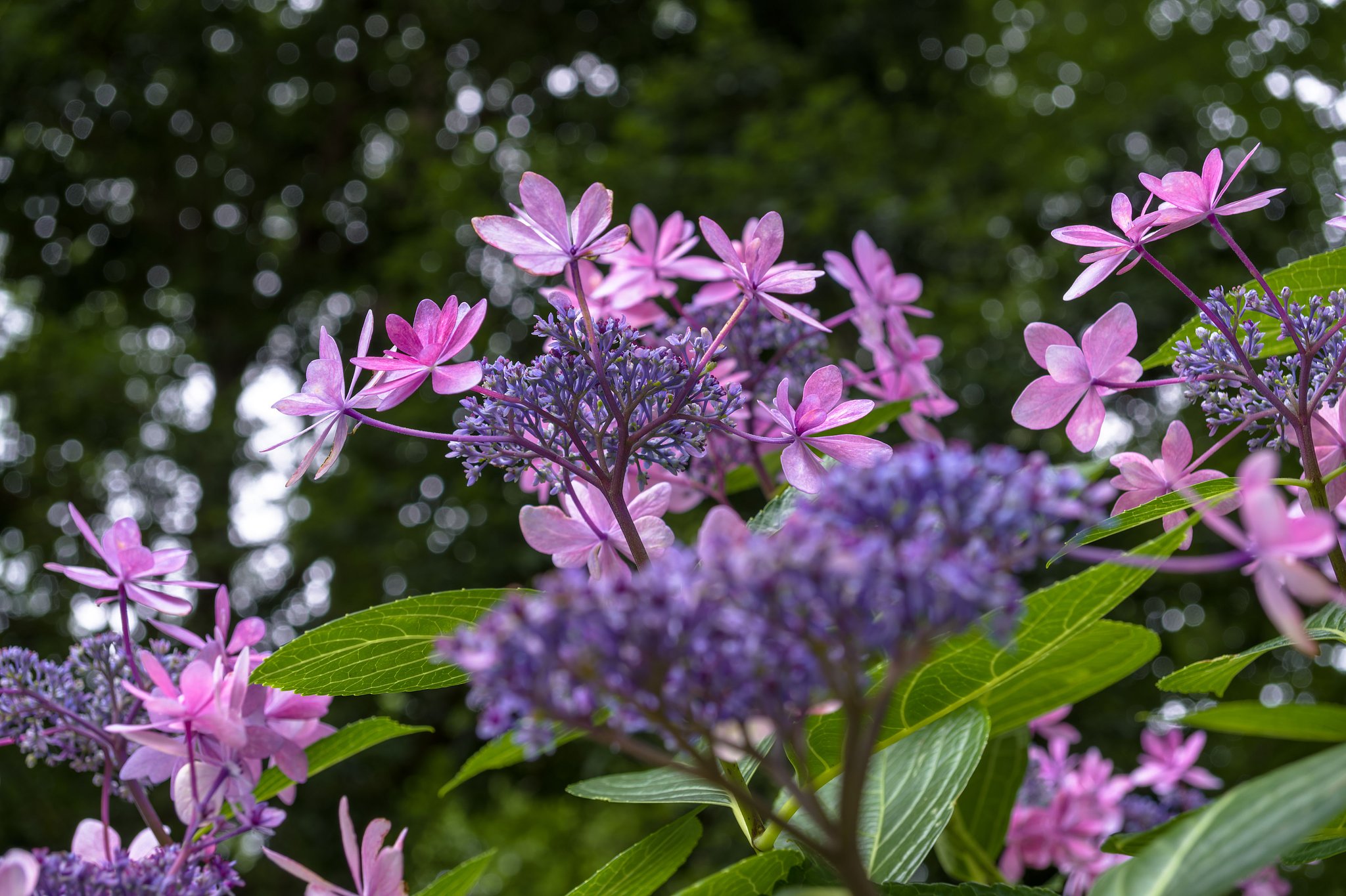 見上げる紫陽花