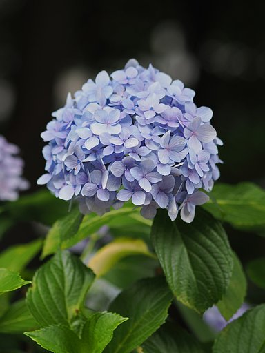 季節の主役