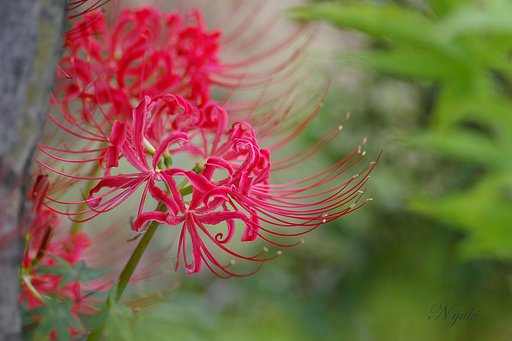 庭の曼珠沙華
