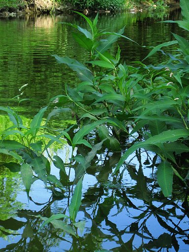 川面の野草