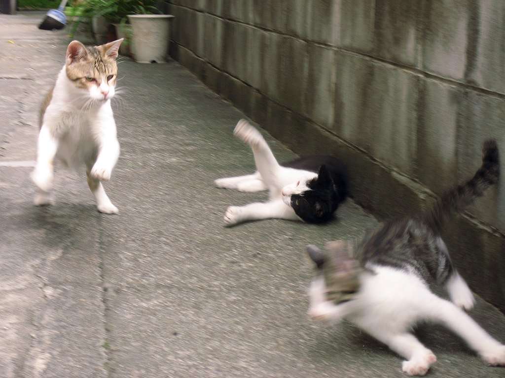 子猫と遊ぼ！
