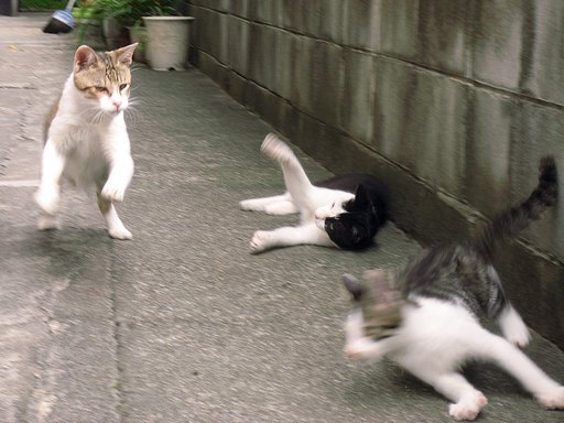子猫と遊ぼ！
