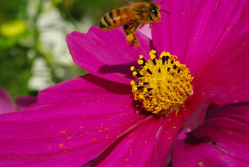 花より団子