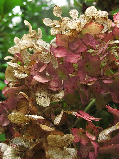 秋の紫陽花