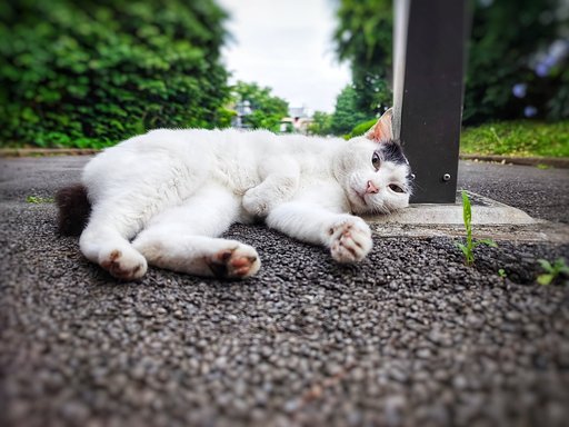 【夏色】気持ちがいいにゃ