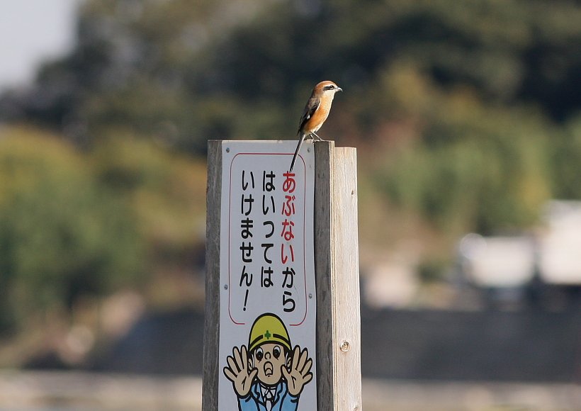 危ないよ！