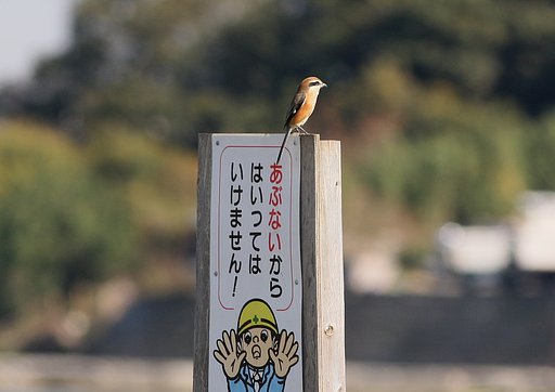 危ないよ！