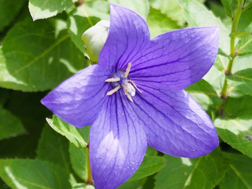 【夏色】光を浴びる花