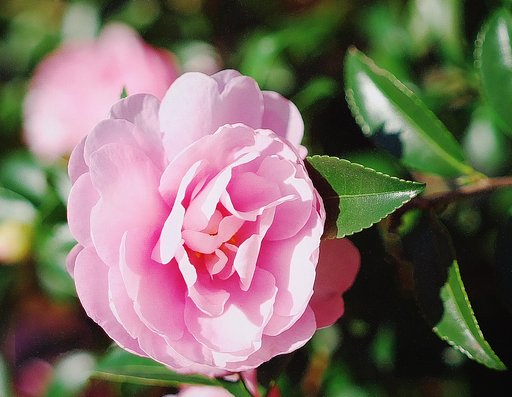 山茶花