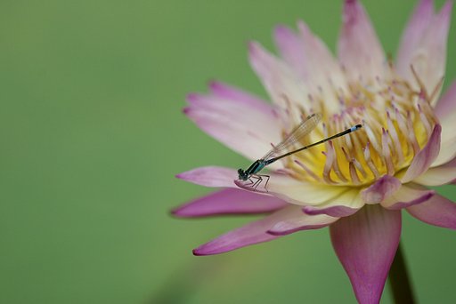 睡蓮の上で休む糸蜻蛉