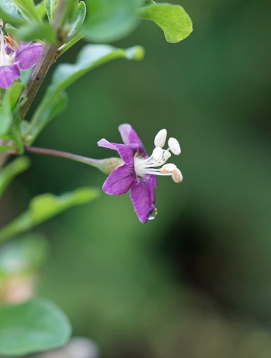 クコの花