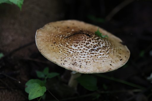 同じ菌類でも・・・