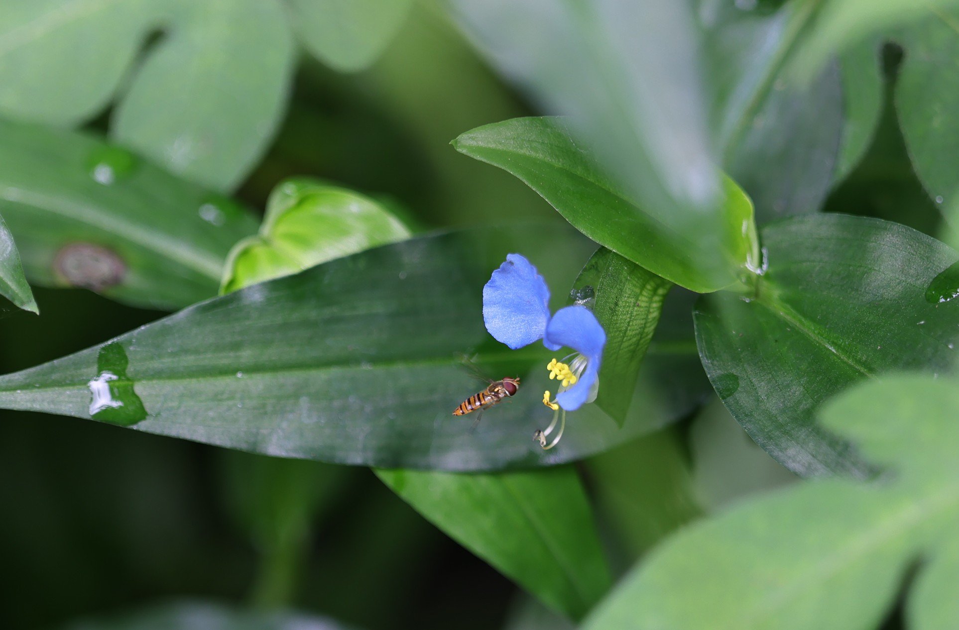 花と虫（その２）
