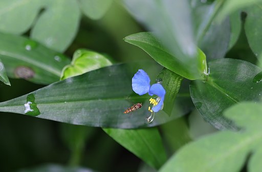 花と虫（その２）