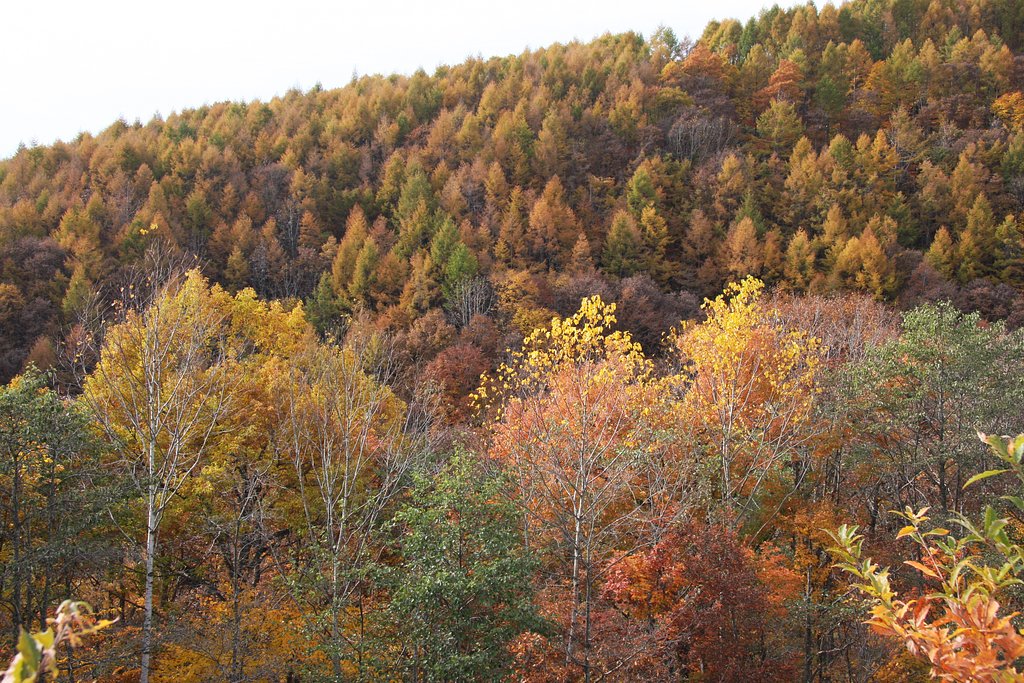 【秋】色に燃える山腹