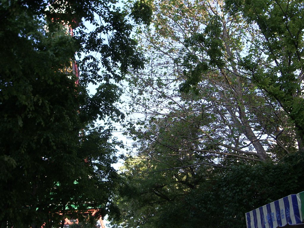 夏の緑＆空は、さ〜ようなら