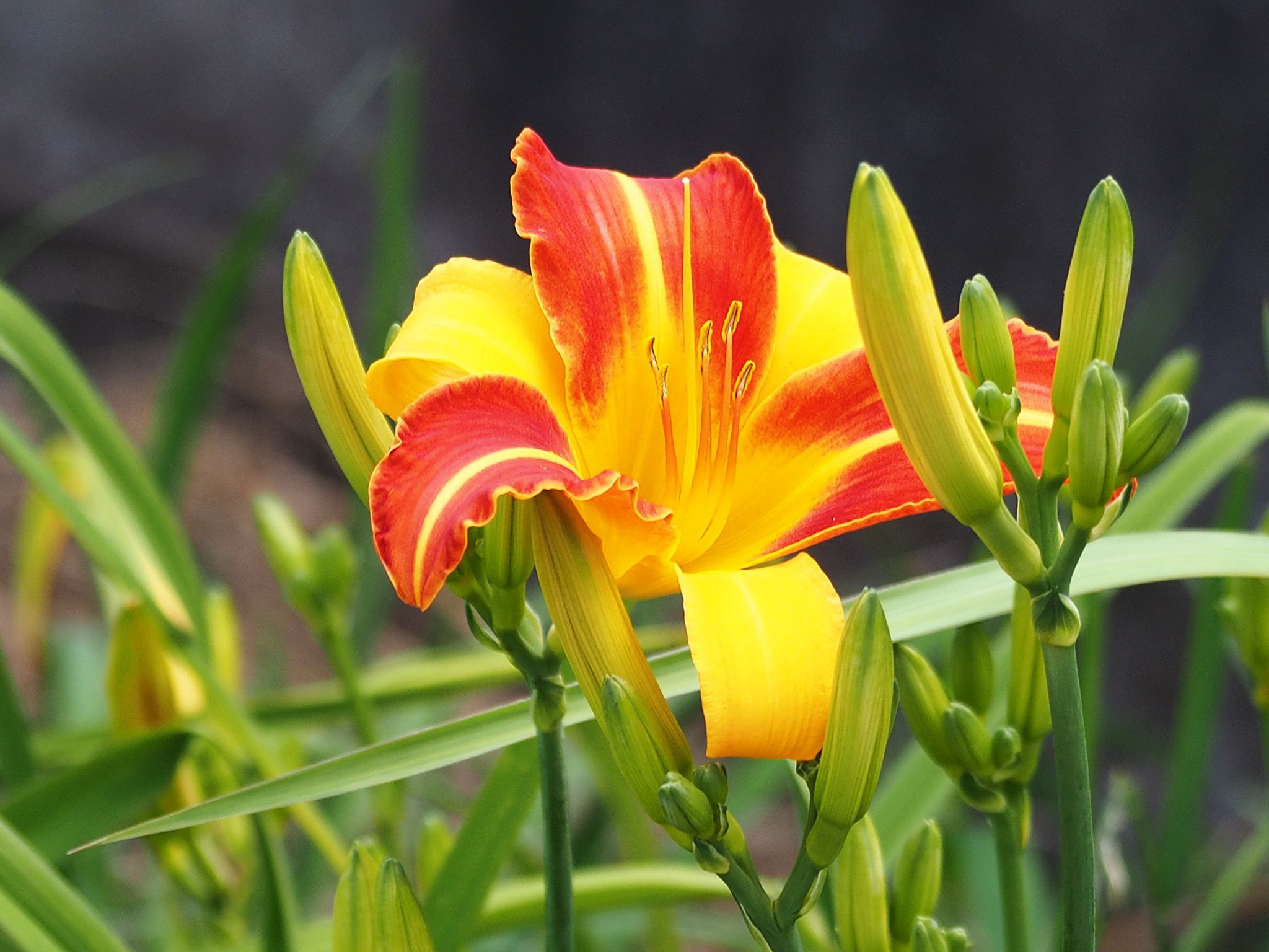 ヘメロカリス