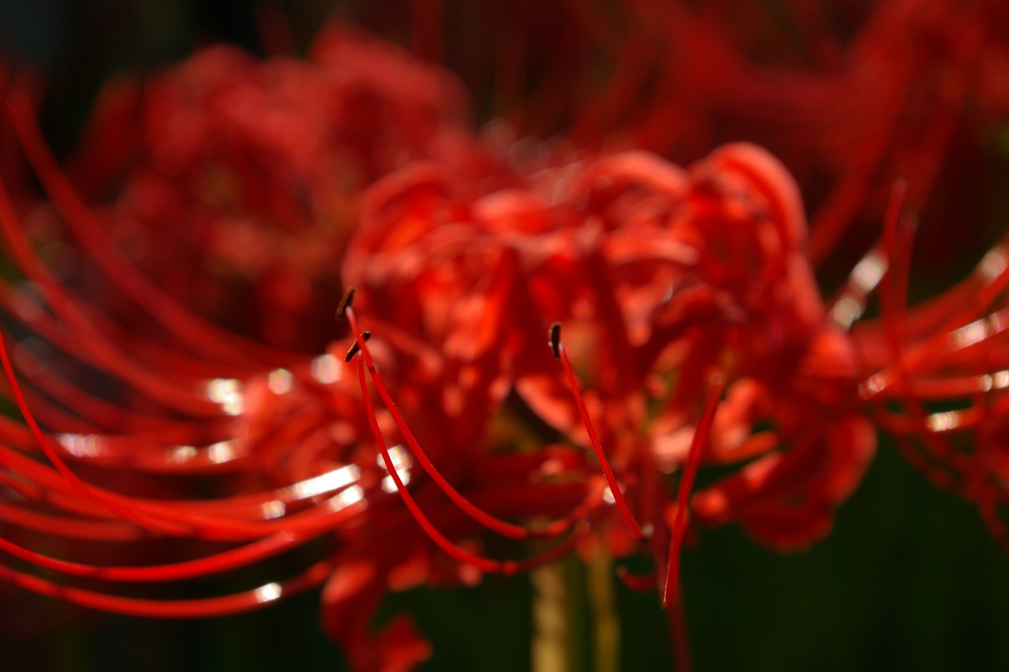 曼珠沙華