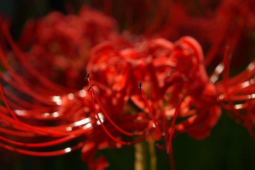 曼珠沙華