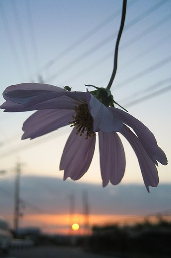 秋桜の黄昏