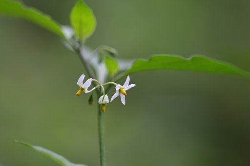 花径7-８ミリの世界（その１）