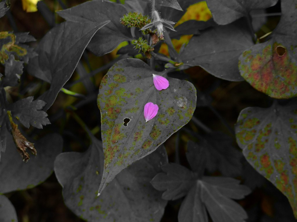 散る花びら