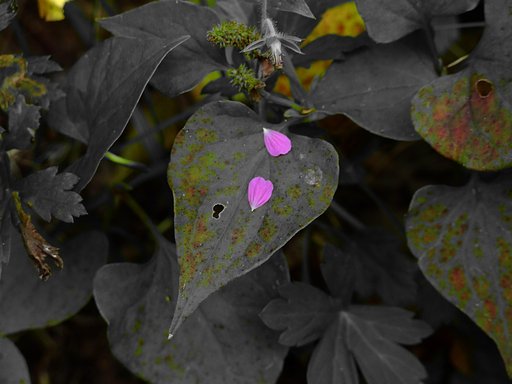 散る花びら