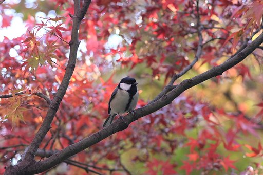 紅葉の中で